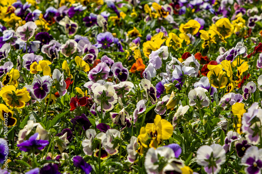 Wittrock's violet, a flower bed with violets, a field of flowers of different colors, a picturesque background of violet flowers Wittrock's violet, a flower bed with violets, a field of flowers of different colors, a picturesque background of violet flowers
