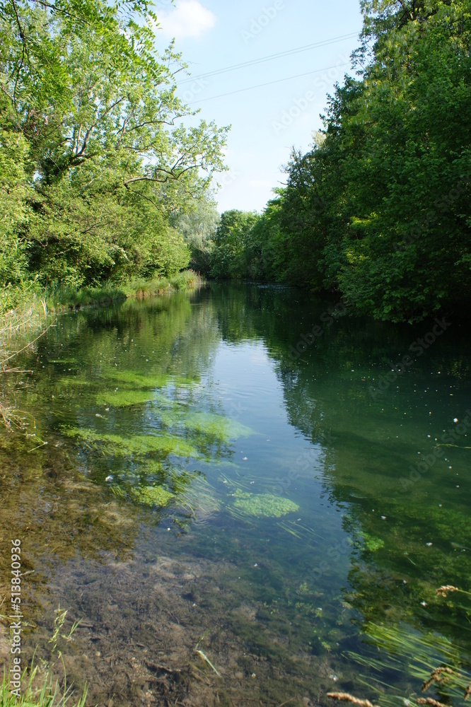 river in the forest