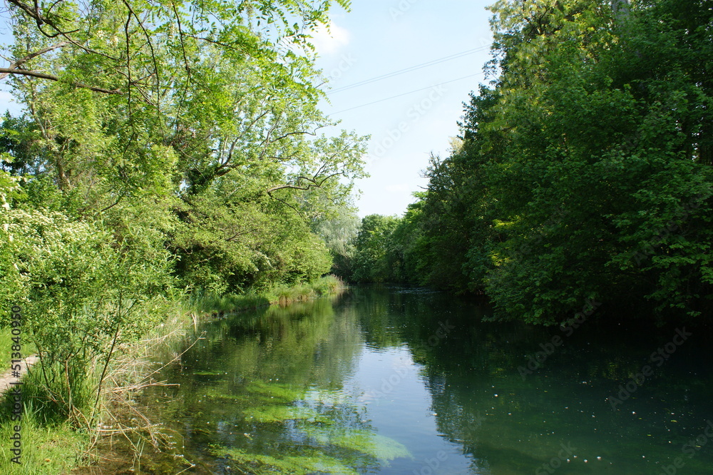 river in the forest