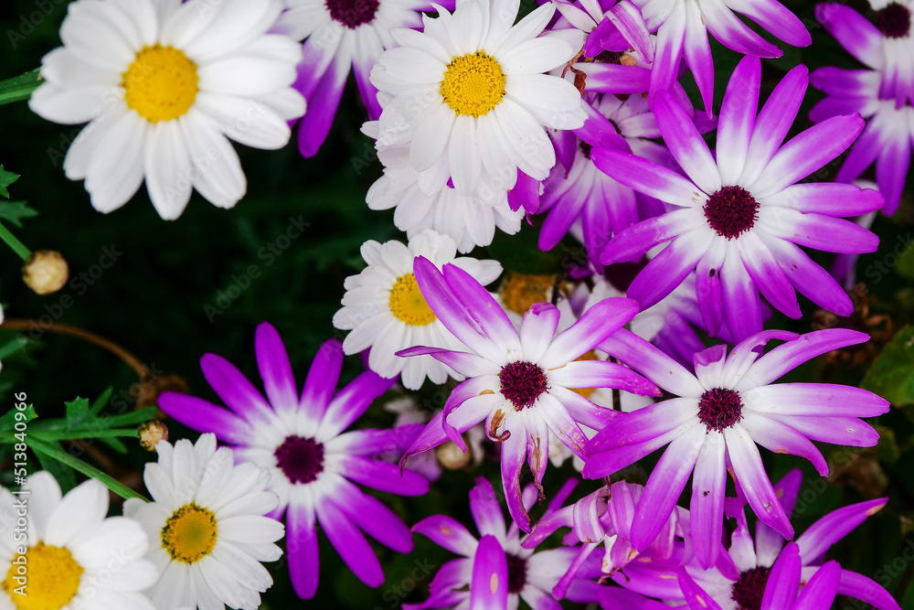 Beautiful purple flowers in a garden flower bed. Colorful nature background. Beautiful purple flowers in a garden flower bed. Colorful nature background.