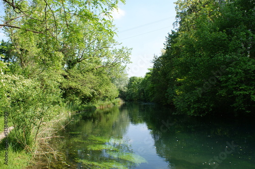 river in the forest