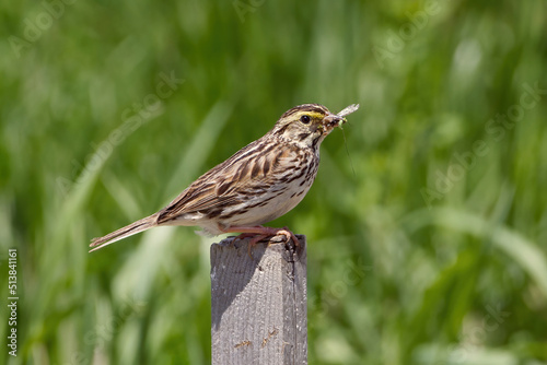 Photography Savannah Sparrow eating insect