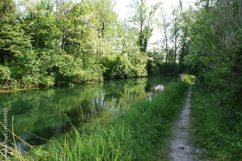 river in the forest