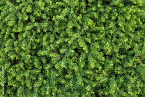 Dense greenery, background of fir branches, texture of branches, green juicy background