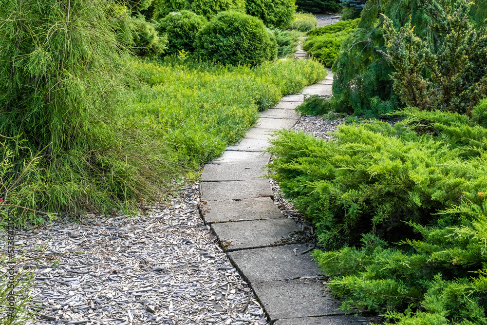 Park area with thujas and decorative trees, path between thujas and fir trees, decorative spruce, stone path made of decorative tiles in the garden, landscape design Park area with thujas and decorative trees, path between thujas and fir trees, decorative spruce, stone path made of decorative tiles in the garden, landscape design