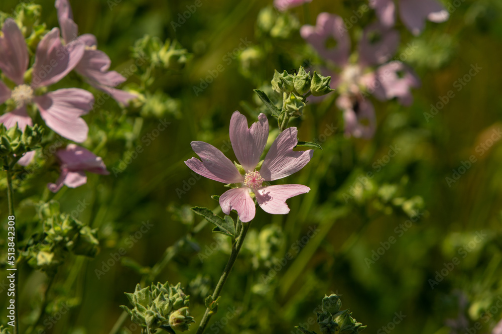 Malva moschata, the musk mallow or musk-mallow, is a species of flowering plant in the family Malvaceae Malva moschata, the musk mallow or musk-mallow, is a species of flowering plant in the family Malvaceae