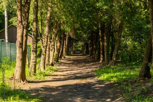 Alley between trees on a sunny day, a beautiful path between trees, a park area © 360VP