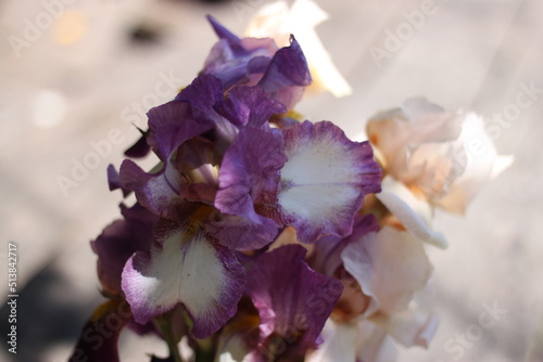 Purple and white gladiolus flowers cut in the garden