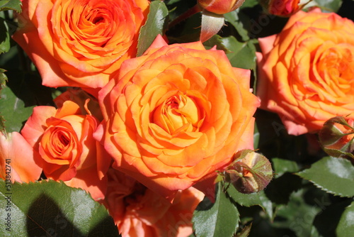 Orange flowers of roses blossoming in summer in sunlight close up