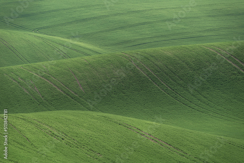 Green field waves in the spring, South Moravia, Czech Republic