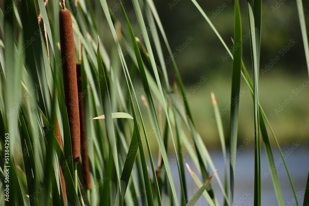 Obraz premium reeds and water