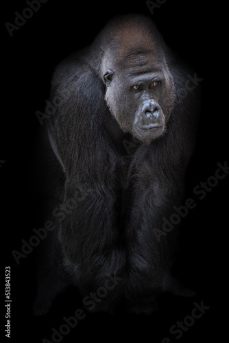 Ausgewachsener männlicher Gorilla mit Blick zur Seite vor schwarzen Hintergrund © Leinemeister