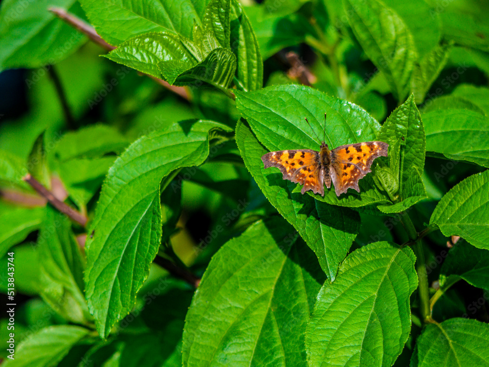 Yellow butterfly sitting on a green leaf Yellow butterfly sitting on a green leaf