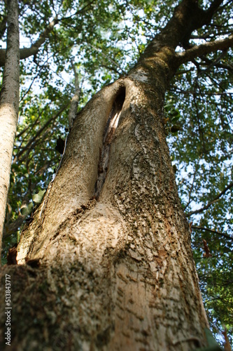 tree in the park