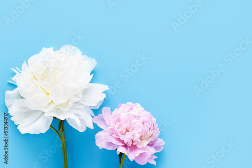 Two peonies on a light blue background. Top view, copy space, soft focus