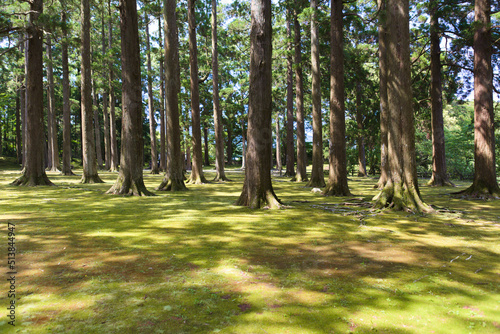 飫肥城内の飫肥杉	