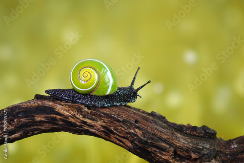 Cuban snail (Polymita picta) world most beautiful land snails from Cuba , its known as 