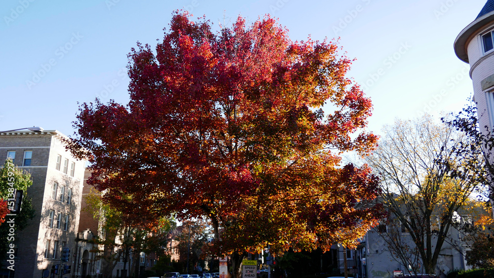 autumn in the city, large tree with autumn color leaves in a street of historic Washington DC, USA