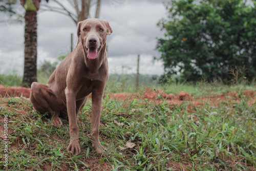 Light brown brazilian dog on green grass