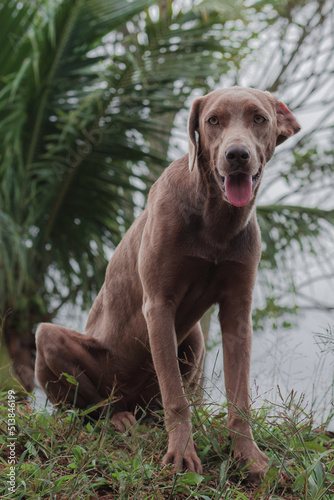 Fototapeta Naklejka Na Ścianę i Meble -  Light brown brazilian dog on green grass