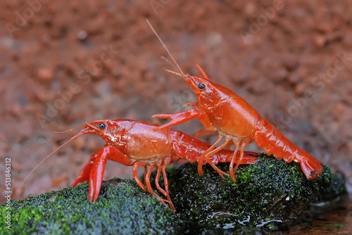 Two freshwater crayfish are resting on a mossy rock by the river. This aquatic animal has the scientific name Cherax quadricarinatus.