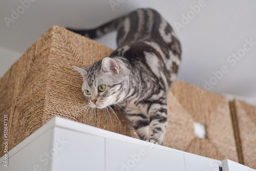 Fototapeta Naklejka Na Ścianę i Meble -  クローゼットの上に登ってイタズラをする猫