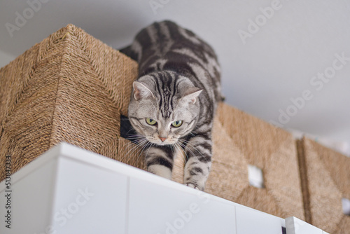 クローゼットの上に登ってイタズラをする猫