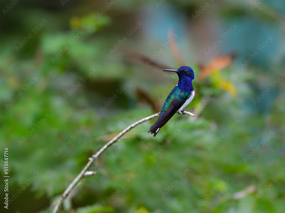 Fototapeta premium White-necked Jacobin Hummingbird on green background, portrait
