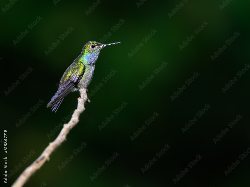 Fototapeta premium Blue-chested Hummingbird on green background, portrait
