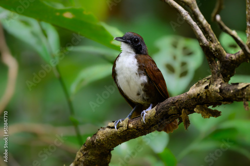 Bicolored Antbird sitting on tree branch on green background