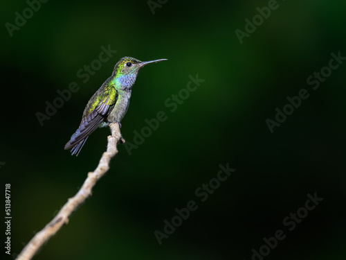 Blue-chested Hummingbird on green background, portrait