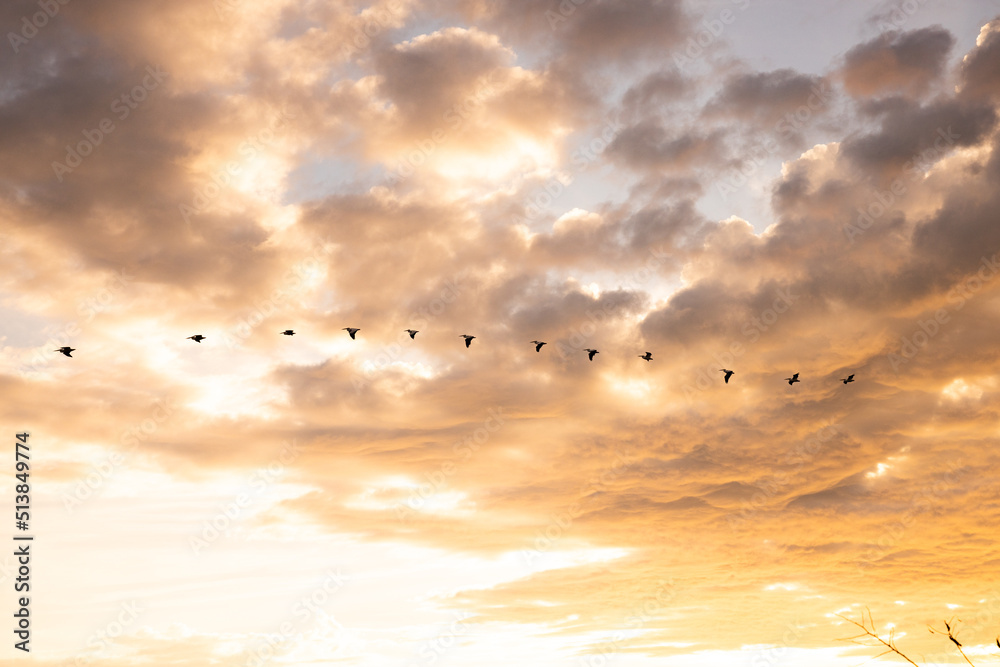 Fototapeta premium Pelicans in a line flying by a sunset sky