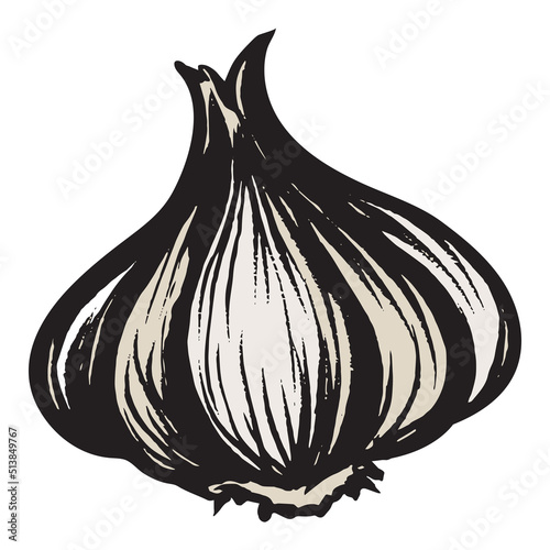 Hand Drawn Garlic Bulb Vector Illustration