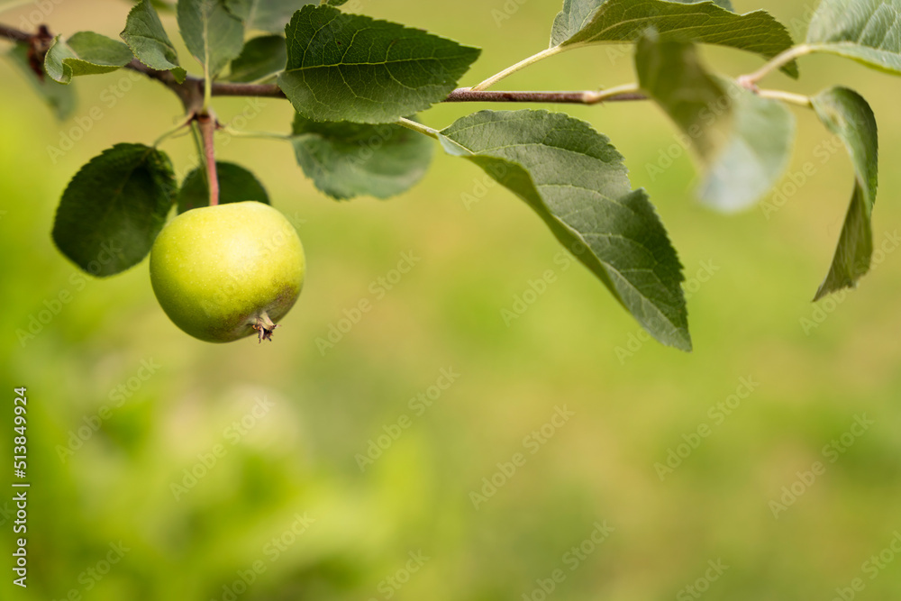 Green apple growing on a tree branch isolated on a green bokeh bg, negative space