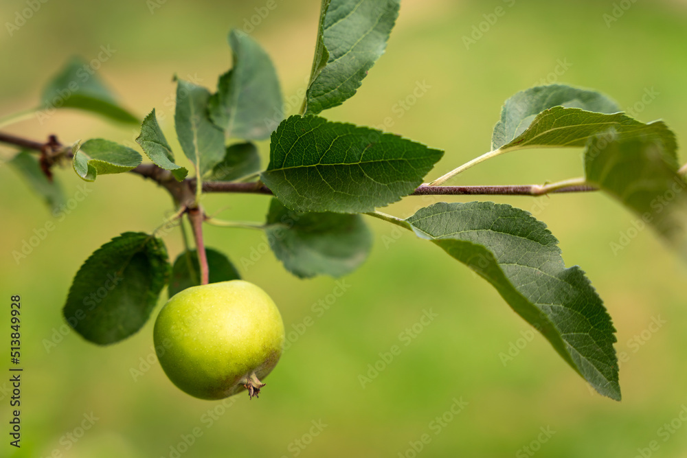Green apple growing on a tree branch isolated on a green bokeh bg