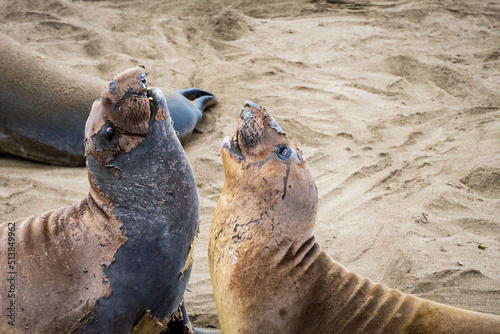sparring elephant seals on beach