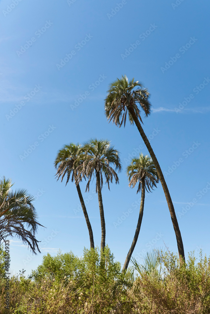Butia yatay palm trees in El Palmar National Park, in Entre Rios, Argentina