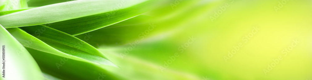 blurry leaves nature of summer green leaves natural green leaf plant used as wallpaper background blurry leaves nature of summer green leaves natural green leaf plant used as wallpaper background