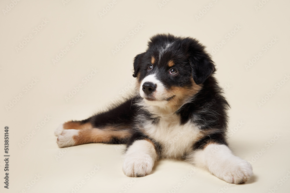 happy puppy on a beige background. breed Australian Shepherd. dog studio plays