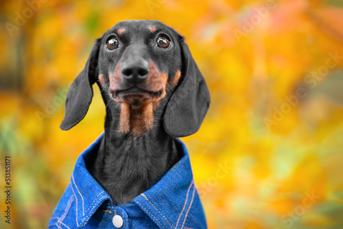 Cute dachshund puppy in denim clothes on background of orange autumn park looks into camera. Close-up portrait of dog in autumn against background of orange blurred leaves. Walk in autumn park.