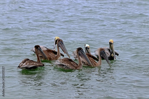 pelicans on the water