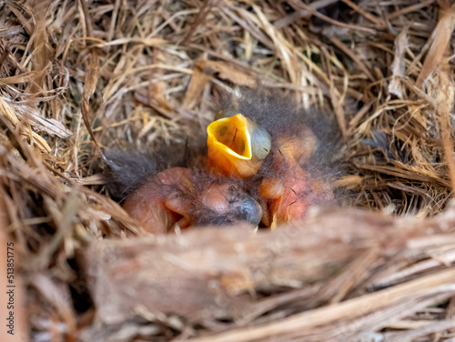 baby eastern bluebirds sitting in the nest