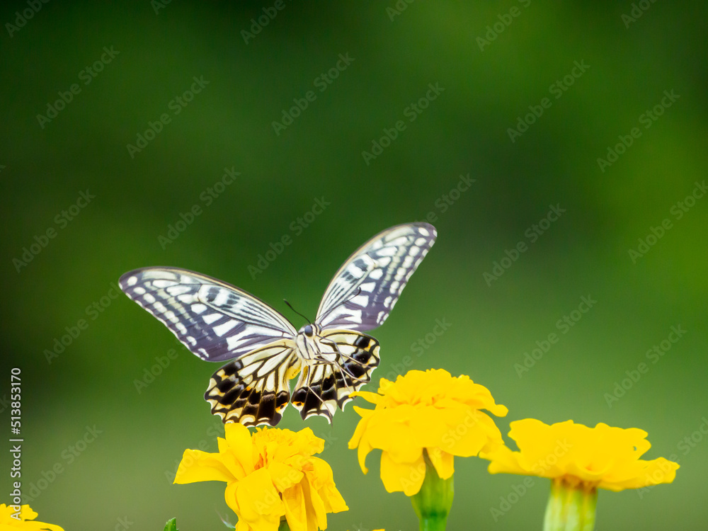 Obraz premium アゲハチョウの飛翔