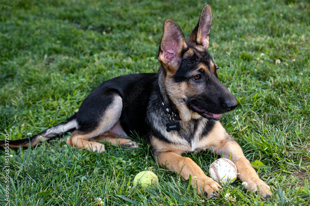 german shepherd puppy with two balls 