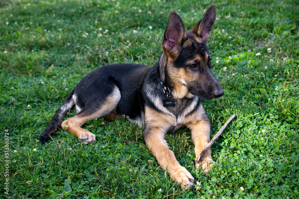 german shepherd puppy with a stick Stock Photo | Adobe Stock