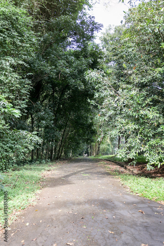 Purwodadi Botanical Garden is one of many famous attractions in Malang, East Java, Indonesia. Nature environment & forest conversation  photo