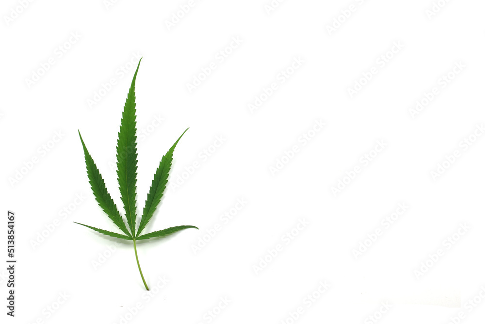 marijuana leaves on a white background