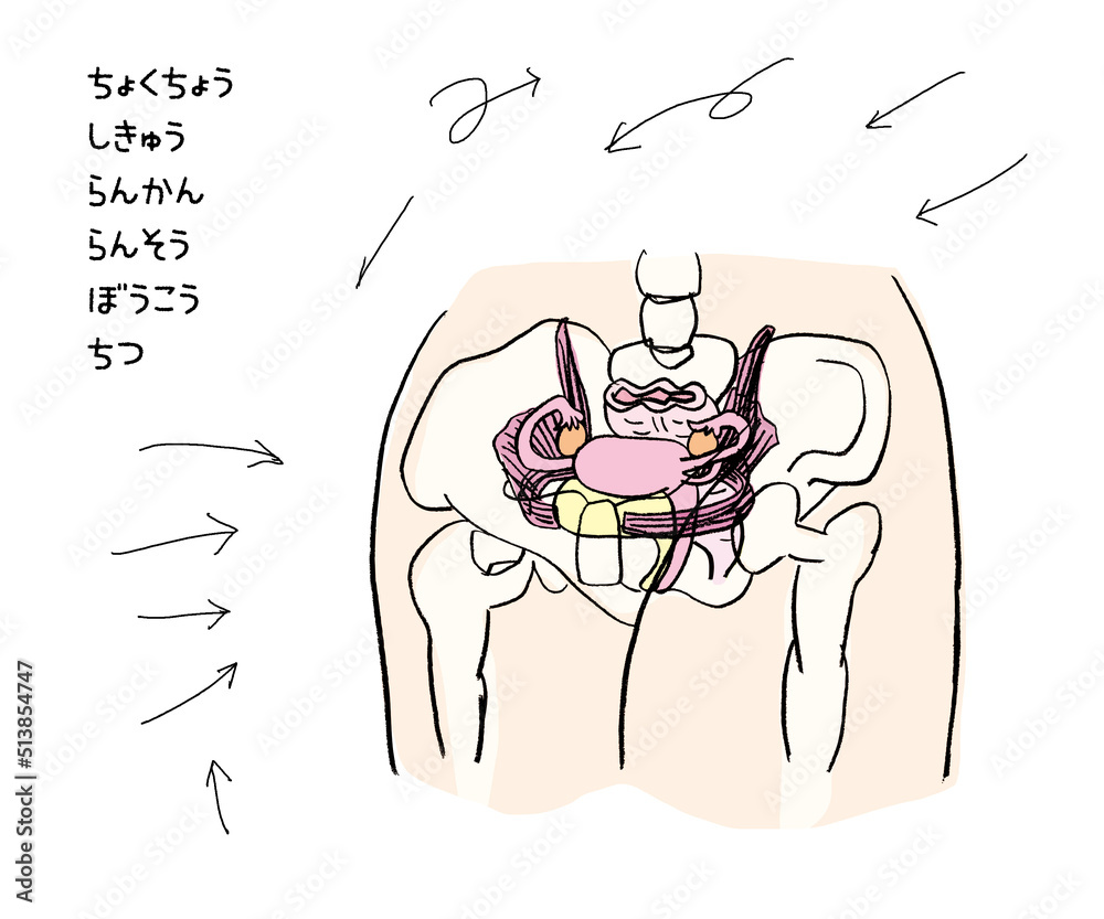 性器 女性性器 場所 各名称 矢印 イメージ Stock Illustration | Adobe Stock
