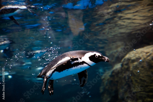 泳ぐペンギン penguin