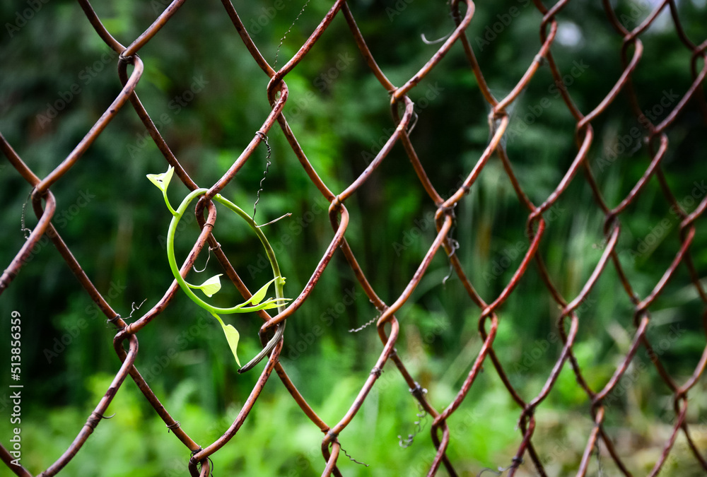 Fototapeta premium link fence